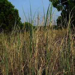 SELINUNTE. Fotografie di Giulio Azzarello ©2022. SELINUNTE. Fotografie di Giulio Azzarello ©2022.