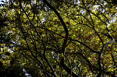 GIARDINI della BIENNALE a Venezia. Foto di Giulio Azzarello &copy;2015 2016.