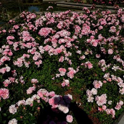 ROSETO. Fotografie di Giulio Azzarello &copy;2022.