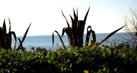 AGAVE selvatica sul mare in Sicilia a Cefalù. Fotografie di Giulio Azzarello ©2014. AGAVE selvatica sul mare in Sicilia a Cefalù. Fotografie di Giulio Azzarello ©2014.