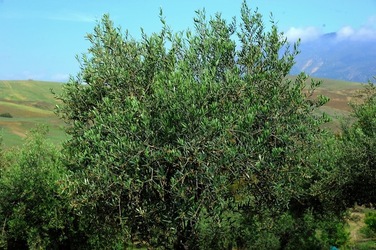 FRANTOIO GULLO ad Aliminusa in Sicilia. Fotografie di Giulio Azzarello &copy;2018.