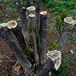 TRONCHI. Fotografie di Giulio Azzarello ©2022.
