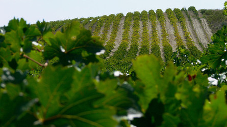 VIGNETO tipico siciliano a Salemi panoramiche e particolari. Fotografie di Giulio Azzarello &copy;2014.
