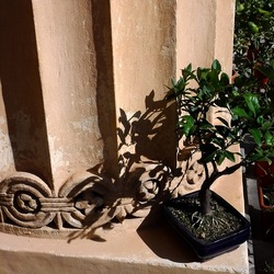 ORTO BOTANICO di PALERMO. Fotografie di Giulio Azzarello ©2019.