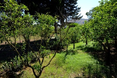 GIARDINO SICILIANO fotografie di Giulio Azzarello ©2021. GIARDINO SICILIANO fotografie di Giulio Azzarello ©2021.