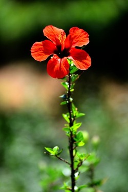 HABITAT NATURA in campagna. Fotografie di Giulio Azzarello ©2015 2016. HABITAT NATURA in campagna. Fotografie di Giulio Azzarello ©2015 2016.