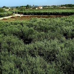 SELINUNTE. Fotografie di Giulio Azzarello ©2022. SELINUNTE. Fotografie di Giulio Azzarello ©2022.