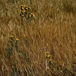 TERRASINI. Fotografie di Giulio Azzarello &copy;2022.