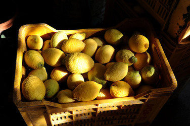 LIMONI di Sicilia coltivati in modo biologico. Fotografie di Giulio Azzarello &copy;2014.