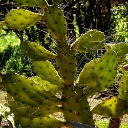 ORTO BOTANICO DI PALERMO. Fotografie di Giulio Azzarello ©2022. ORTO BOTANICO DI PALERMO. Fotografie di Giulio Azzarello ©2022.