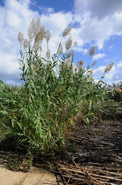 LA BONIFICA delle coste a Palermo una azione simbolica di Lega Ambiente Sicilia. Fotografie di Giulio Azzarello &copy;2014.