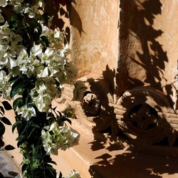ORTO BOTANICO di PALERMO. Fotografie di Giulio Azzarello ©2019.