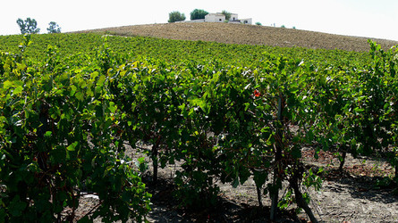VIGNETO tipico siciliano a Salemi panoramiche e particolari. Fotografie di Giulio Azzarello &copy;2014.