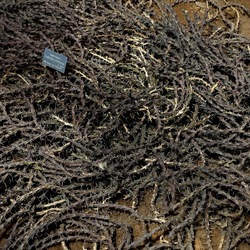 ORTO BOTANICO. Fotografie di Giulio Azzarello &copy;2024.