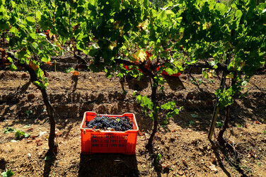 VENDEMMIA a S.Cristina Gela in Sicilia. Fotografie di Giulio Azzarello &copy;2016.