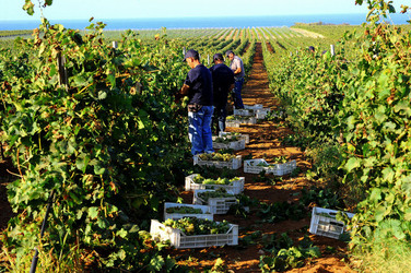 VENDEMMIA a Mazzara del Vallo in Sicilia con i contadini. Fotografie di Giulio Azzarello ©2016. VENDEMMIA a Mazzara del Vallo in Sicilia con i contadini. Fotografie di Giulio Azzarello ©2016.
