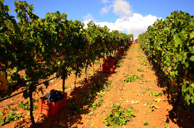 VENDEMMIA di AUTUNNO a S.Cristina Gela in Sicilia. Fotografie di Giulio Azzarello &copy;2016.