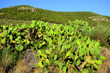 ISOLA DI USTICA la natura. Fotografie di Giulio Azzarello &copy;2016.