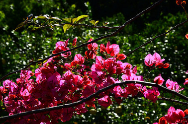 NATURA Violette siciliane in un tipico giardino in estate. Fotografie di Giulio Azzarello &copy;2014.