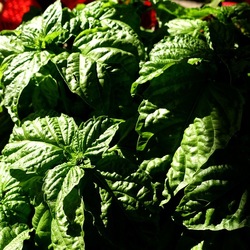 GIARDINO SICILIANO. Fotografie di Giulio Azzarello ©2022. GIARDINO SICILIANO. Fotografie di Giulio Azzarello ©2022.