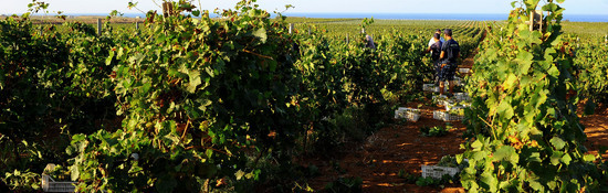 VENDEMMIA a Mazzara del Vallo in Sicilia con i contadini. Fotografie di Giulio Azzarello ©2016. VENDEMMIA a Mazzara del Vallo in Sicilia con i contadini. Fotografie di Giulio Azzarello ©2016.