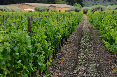 VIGNETO AGRITURISTICO PLANETA a Sambuca di Sicilia. Fotografie di Giulio Azzarello &copy;2014.