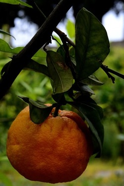 ZAGARA. Fotografie di Giulio Azzarello ©2022. ZAGARA. Fotografie di Giulio Azzarello ©2022.