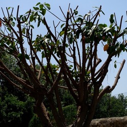 RAMI. Fotografie di Giulio Azzarello &copy;2022.