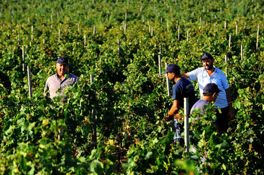 VENDEMMIA a Mazzara del Vallo in Sicilia con i contadini. Fotografie di Giulio Azzarello ©2016. VENDEMMIA a Mazzara del Vallo in Sicilia con i contadini. Fotografie di Giulio Azzarello ©2016.