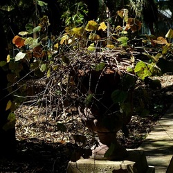 ORTO BOTANICO DI PALERMO. Fotografie di Giulio Azzarello ©2022. ORTO BOTANICO DI PALERMO. Fotografie di Giulio Azzarello ©2022.