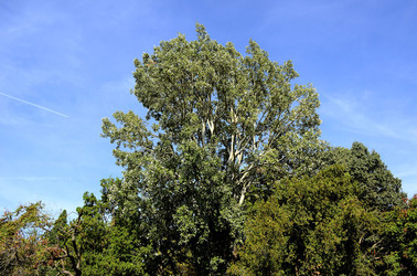 GIARDINI della BIENNALE a Venezia. Foto di Giulio Azzarello &copy;2015 2016.