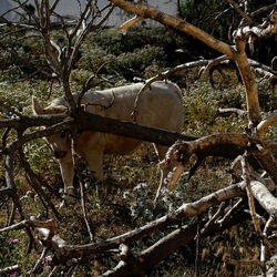 BESTIE. Fotografie di Giulio Azzarello ©2022. BESTIE. Fotografie di Giulio Azzarello ©2022.