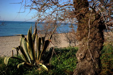 AGAVE selvatica sul mare in Sicilia a Cefalù. Fotografie di Giulio Azzarello ©2014. AGAVE selvatica sul mare in Sicilia a Cefalù. Fotografie di Giulio Azzarello ©2014.