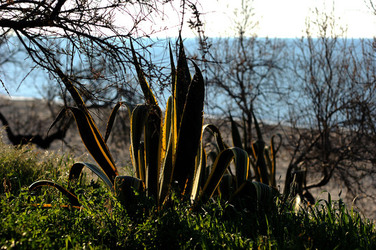 AGAVE selvatica sul mare in Sicilia a Cefalù. Fotografie di Giulio Azzarello ©2014. AGAVE selvatica sul mare in Sicilia a Cefalù. Fotografie di Giulio Azzarello ©2014.