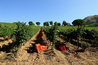 VENDEMMIA a S.Cristina Gela in Sicilia. Fotografie di Giulio Azzarello &copy;2016.