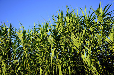 ISOLA DI USTICA la natura. Fotografie di Giulio Azzarello &copy;2016.