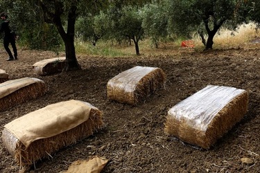 ULIVETO SICILIANO. Fotografie di Giulio Azzarello ©2022.