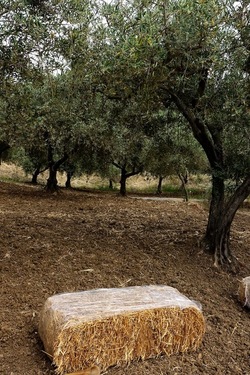 ULIVETO SICILIANO. Fotografie di Giulio Azzarello ©2022.