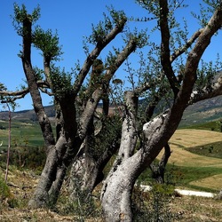 SEGESTA. Fotografie di Giulio Azzarello ©2024. SEGESTA. Fotografie di Giulio Azzarello ©2024.