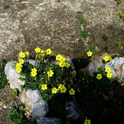 ORTO BOTANICO DI PALERMO. Fotografie di Giulio Azzarello ©2022. ORTO BOTANICO DI PALERMO. Fotografie di Giulio Azzarello ©2022.