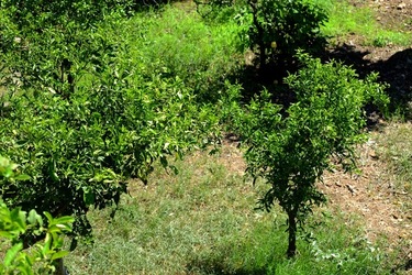 GIARDINO SICILIANO fotografie di Giulio Azzarello ©2021. GIARDINO SICILIANO fotografie di Giulio Azzarello ©2021.