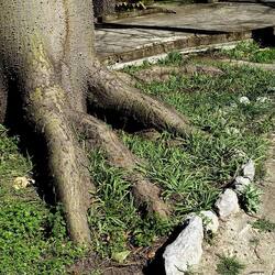 ORTO BOTANICO DI PALERMO. Fotografie di Giulio Azzarello ©2022. ORTO BOTANICO DI PALERMO. Fotografie di Giulio Azzarello ©2022.