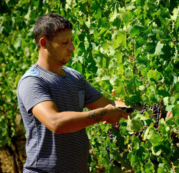 VENDEMMIA a S.Cristina Gela i coltivatori. Fotografie di Giulio Azzarello ©2016. VENDEMMIA a S.Cristina Gela i coltivatori. Fotografie di Giulio Azzarello ©2016.