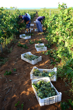 VENDEMMIA a Mazzara del Vallo in Sicilia con i contadini. Fotografie di Giulio Azzarello ©2016. VENDEMMIA a Mazzara del Vallo in Sicilia con i contadini. Fotografie di Giulio Azzarello ©2016.