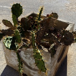 PIANTA GRASSA IN VASO. Fotografie di Giulio Azzarello &copy;2022.