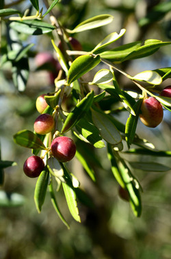 ULIVETO in autunno. Fotografie di Giulio Azzarello ©2014. ULIVETO in autunno. Fotografie di Giulio Azzarello ©2014.