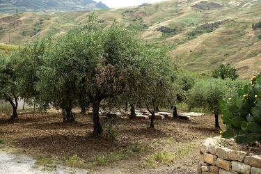 ULIVETO SICILIANO. Fotografie di Giulio Azzarello ©2022.