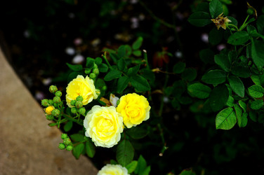 CAMPAGNA SICILIANA. Fotografie di Giulio Azzarello &copy;2016.