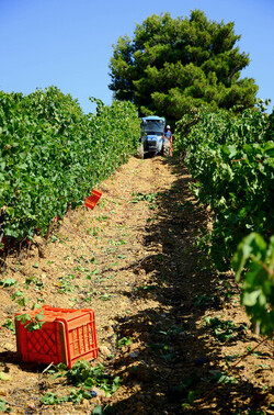 VENDEMMIA a S.Cristina Gela i coltivatori. Fotografie di Giulio Azzarello ©2016. VENDEMMIA a S.Cristina Gela i coltivatori. Fotografie di Giulio Azzarello ©2016.