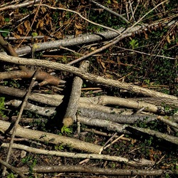 RAMI E ROVI. Fotografie di Giulio Azzarello ©2023. RAMI E ROVI. Fotografie di Giulio Azzarello ©2023.